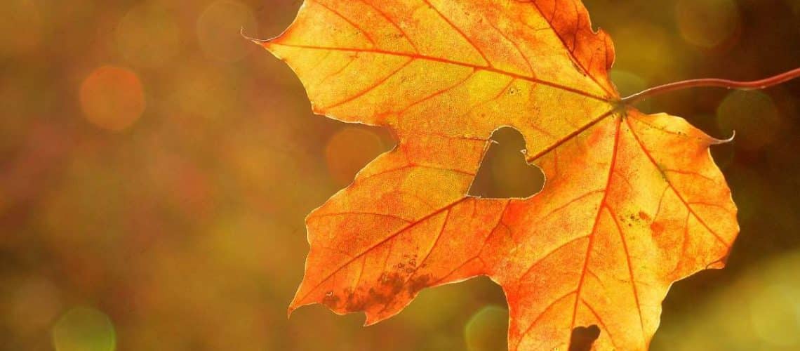heart-1776746_1920_web